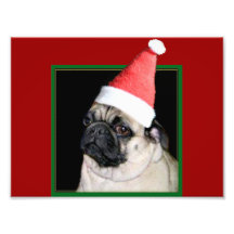 Christmas pug dog photograph