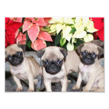 Christmas pug puppies photo