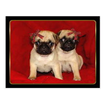 Christmas pug puppies post card