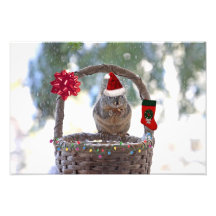 Christmas Squirrel in Snowy Basket Photo Print