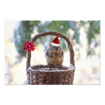 Christmas Squirrel in the Snow Photo
