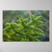 christmas tree branches poster
