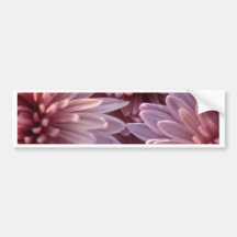 Chrysanthemum Bumper Sticker