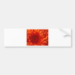 Chrysanthemum Bumper Sticker