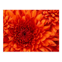 Chrysanthemum Flowers Postcard