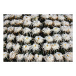 Chrysanthemum Photograph