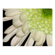 Chrysanthemum Post Card