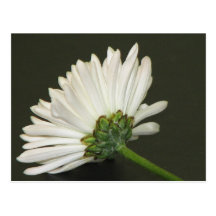 Chrysanthemum Post Card