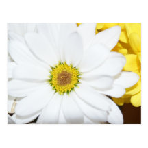 Chrysanthemum Postcard