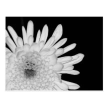 Chrysanthemum Postcard