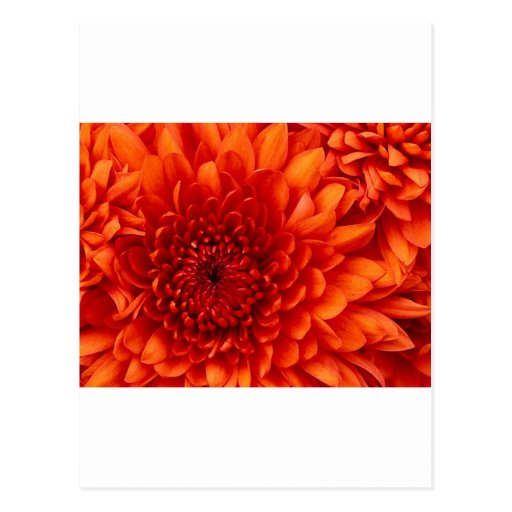 Chrysanthemum Postcard