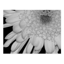 Chrysanthemum Postcard