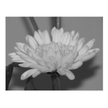 Chrysanthemum Postcard