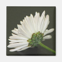 Chrysanthemum Refrigerator Magnets