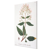 Cinchona from 'Phytographie Medicale' by Joseph Ro canvas prints