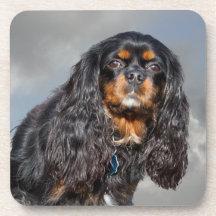 CKC SPANIEL COASTER