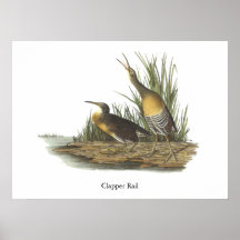 Clapper Rail, John Audubon Print