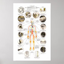 Clark Dental Health Chart for Dentist Poster