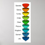 Classifying the Diversity of Organic Life Chart Print