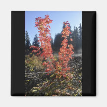 Clear Lake Lava Flow Fridge Magnets