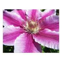 Clematis#2 Custom Invites