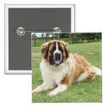 Cletus - Saint Bernard Buttons