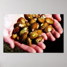 Clinch River Mussels in Hand Posters