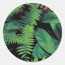 Clinton's lily stickers