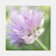 Close Up - Chive Flower Fridge Magnets