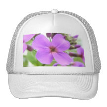 Close Up - Fragrant Dame's Rocket Hats