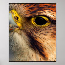 Close up of a Bird of Prey Print