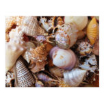 Close up of a variety of seashells postcard