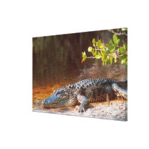 Close up of an american alligator at the J.N. Gallery Wrap Canvas