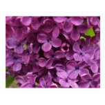close up of dark purple lilac postcards