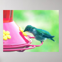 Close-Up of Hummingbird Feeding Posters