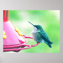Close-Up of Hummingbird on Feeder Poster