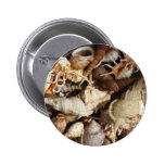 Close-up of Tropical Seashells Pinback Buttons
