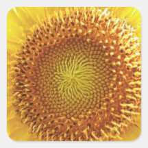 Close Up Peek into the Face of a Sunflower Sticker
