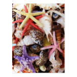 Close Up Sea Shell ans Starfish Photos Postcards