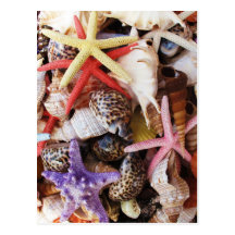 Close Up Sea Shell ans Starfish Photos Postcards