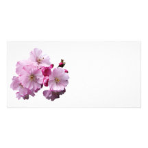 Closeup of Cherry Blossoms Customized Photo Card