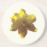 Closeup of Yellow Daffodil Coaster