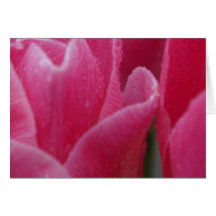 Closeup Photograph of Pink Tulips on Cards