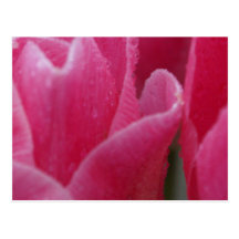 Closeup Photograph of Pink Tulips on Cards Post Card