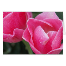 Closeup Pink Tulips Photography on Cards