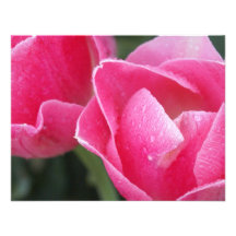 Closeup Pink Tulips Photography on Cards Announcements