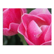 Closeup Pink Tulips Photography on Cards Postcards