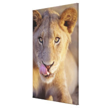 Closeup portrait of a young male lion lying canvas prints