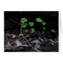 Clover Card