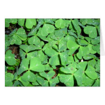 Clover in Dew Cards